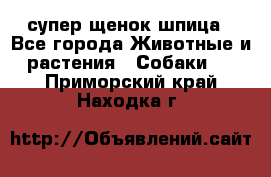 супер щенок шпица - Все города Животные и растения » Собаки   . Приморский край,Находка г.